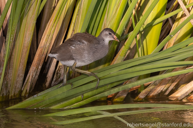 emily renzel wetlands 2023